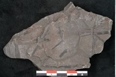 Foto (Detailansicht) von Sphenopteris haidingeri Ettingshausen (NHMW-GEO-2024-0188-10809)